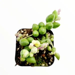 Senecio 'Angel Tears' Variegata Succulent Live Plant - Drought Tolerant - Image 6