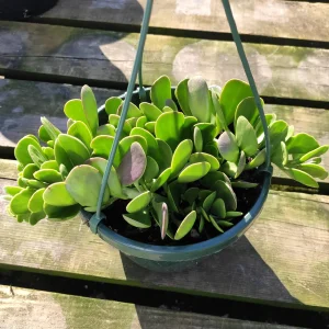 Senecio Jacobsenii Trailing Jade Succulent Plant - Easy Care Potted Houseplant - Image 5
