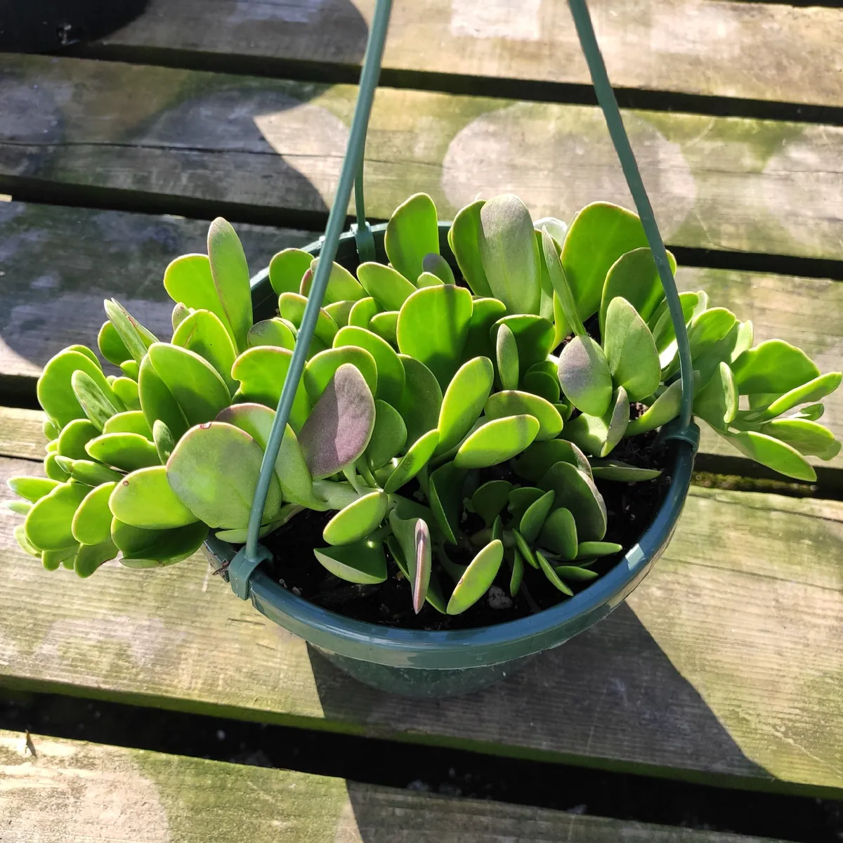 Senecio Jacobsenii Trailing Jade Succulent Plant - Easy Care Potted Houseplant - Image 5