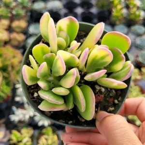 Senecio Jacobsenii Trailing Jade Succulent Plant - Easy Care Potted Houseplant - Image 6