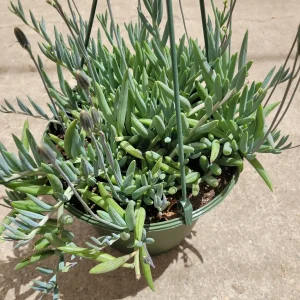 Senecio radicans Hybrid 'Fish Hooks' Succulent Live Plant - Trailing Succulent - Image 3