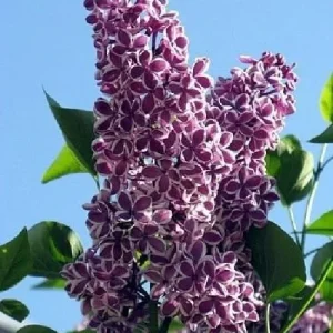 Sensation French Lilac Live Plant - Fragrant Purple & White Flowers - 4 inch Pot - Image 2
