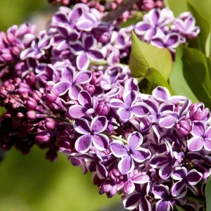 Sensation French Lilac Live Plant - Fragrant Purple & White Flowers - 4 inch Pot - Image 1