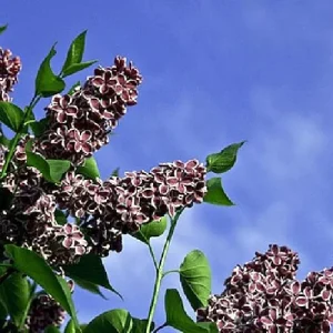 Sensation French Lilac Live Plant - Fragrant Purple & White Flowers - 4 inch Pot - Image 5