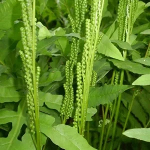 Sensitive Fern (Onoclea Sensibilis) Live Plant – 4 inch Pot – Outdoor Shade - Image 2