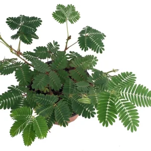 Sensitive Plant Mimosa Pudica - Live Houseplant - 4 inch Pot - Image 2