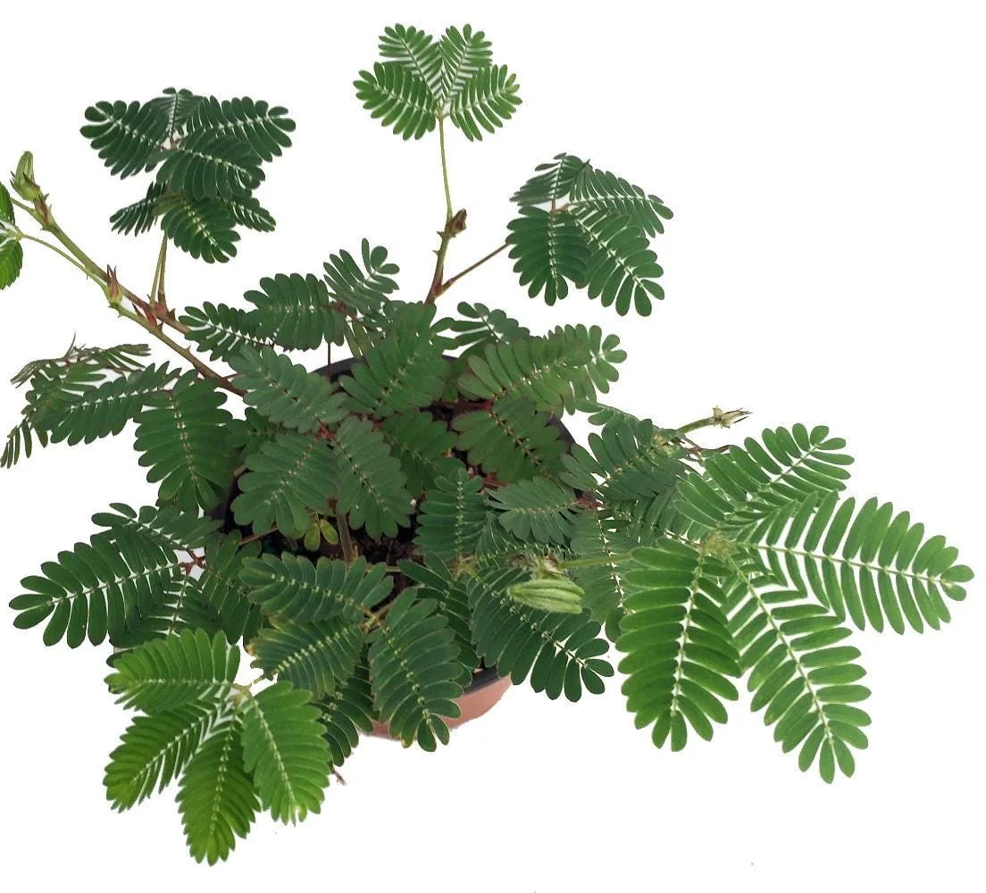 Sensitive Plant Mimosa Pudica - Live Houseplant - 4 inch Pot - Image 2