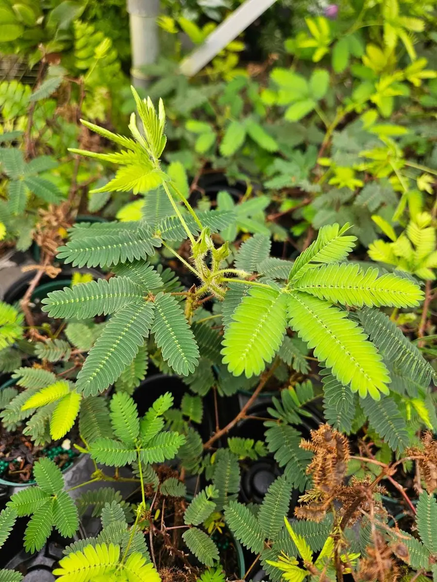 Sensitive Plant Mimosa Pudica - Live Houseplant - 4 inch Pot - Image 3