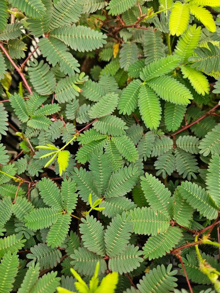 Sensitive Plant Mimosa Pudica - Live Houseplant - 4 inch Pot - Image 4