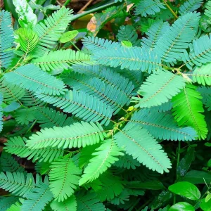 Sensitive Plant Mimosa Pudica - Live Houseplant - 4 inch Pot - Image 5
