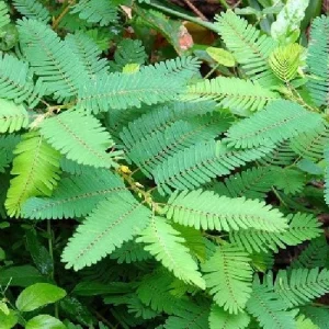 Sensitive Plant Mimosa Pudica - Live Houseplant - 4 inch Pot - Image 6