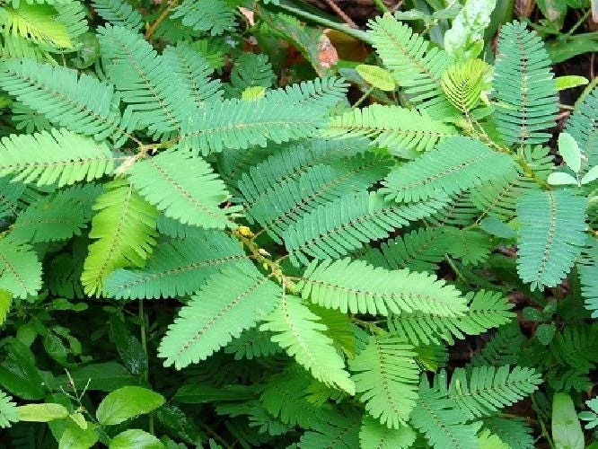 Sensitive Plant Mimosa Pudica - Live Houseplant - 4 inch Pot - Image 6