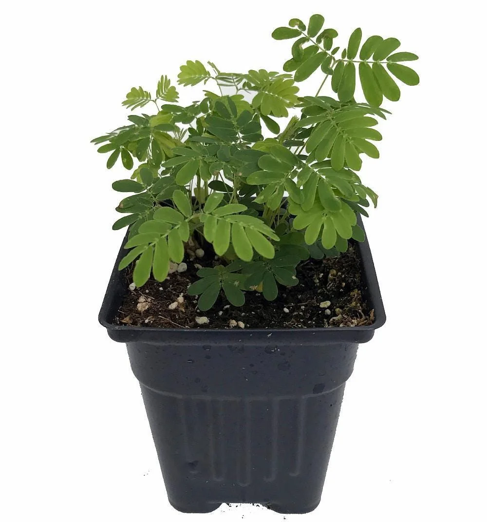 Sensitive Plant Mimosa Pudica - Live Houseplant - 4 inch Pot - Image 1