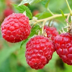 September Red Raspberry Starter Plug - Live Bare Root Plant - Rubus idaeus - Image 5