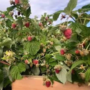 September Red Raspberry Starter Plug - Live Bare Root Plant - Rubus idaeus - Image 8