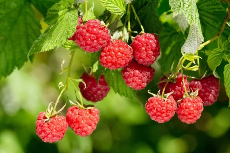 September Red Rasberry September Red Raspberry Starter Plug - Cold Hardy Rubus idaeus