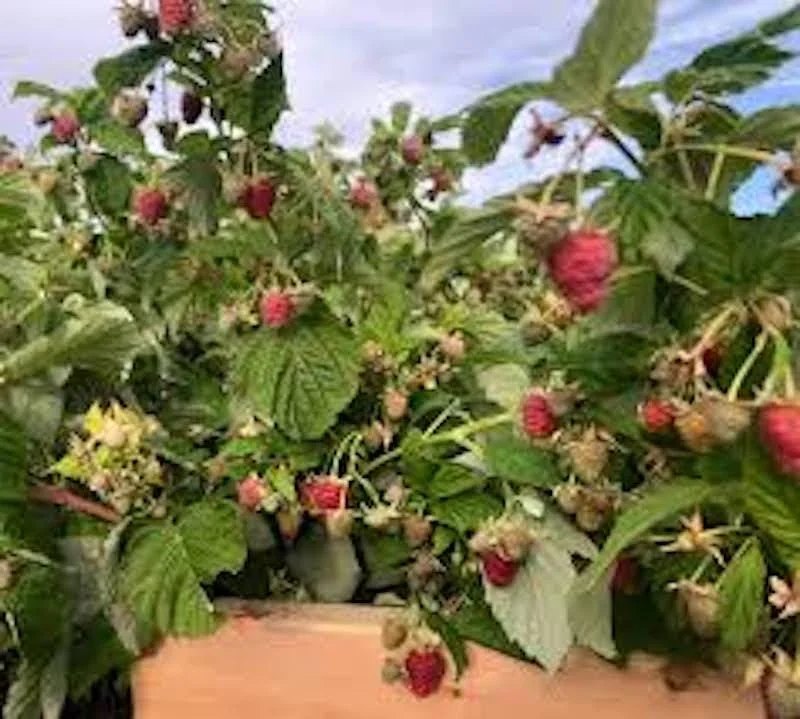 September Red Raspberry Starter Plug - Rubus idaeus - Cold Hardy Live Plant - Image 4