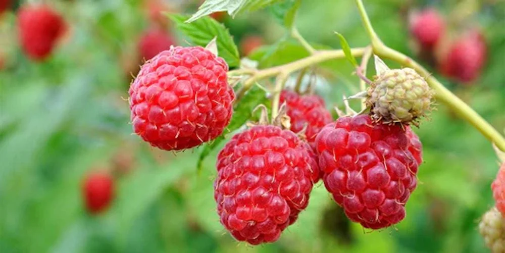 September Red Raspberry Starter Plug - Rubus idaeus - Cold Hardy Live Plant - Image 5