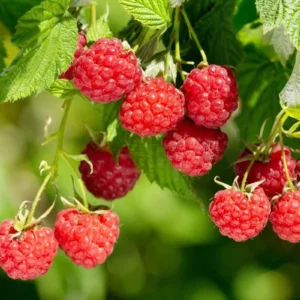 September Red Raspberry Starter Plug - Rubus idaeus - Cold Hardy Live Plant - Image 7