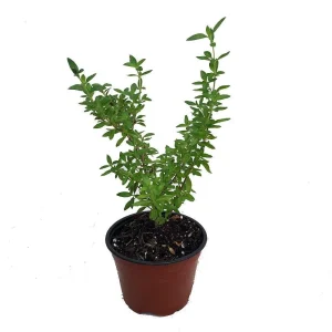 Serissa Foetida Live Plant – Japanese Snow Rose Bonsai – 4 inch Pot – Indoor Houseplant - Image 1