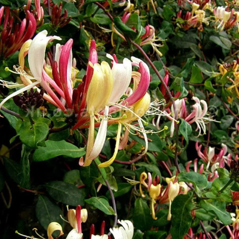Scented Honeysuckle Plants