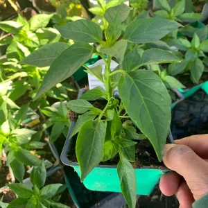 Serrano Pepper Live Plant - 3 inch Pot - Fresh Culinary Herb - Image 2