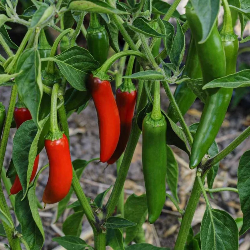 Serrano Pepper Live Plant – Hot Chili Starter – 4-6 inch Tall in 4 inch Pot - Image 2