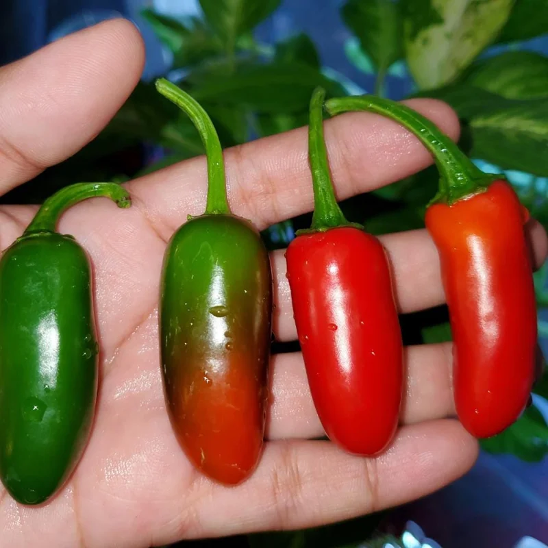 Serrano Pepper Live Plant – Hot Chili Starter – 4-6 inch Tall in 4 inch Pot - Image 3