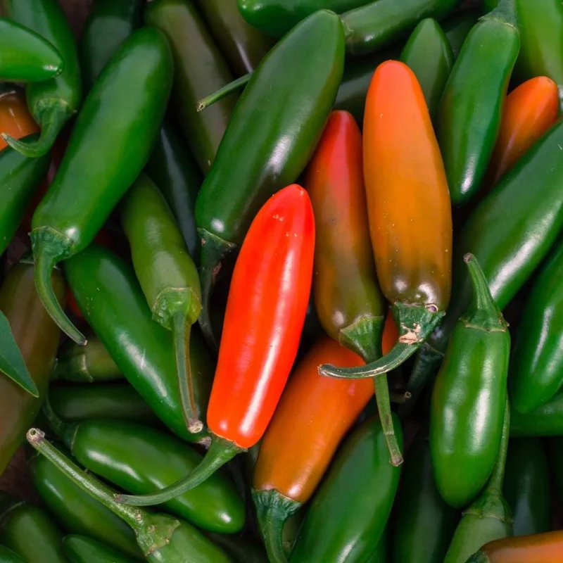 Serrano Pepper Live Plant – Hot Chili Starter – 4-6 inch Tall in 4 inch Pot - Image 4