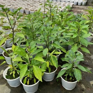 Serrano Pepper Live Plant – Hot Chili Starter – 4-6 inch Tall in 4 inch Pot - Image 5