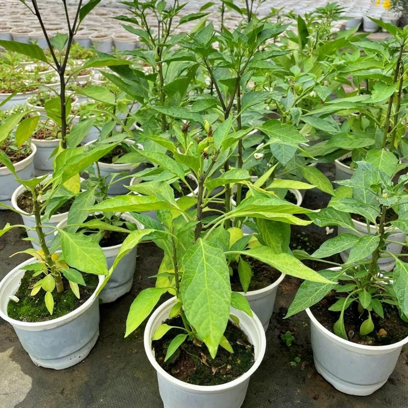 Serrano Pepper Live Plant – Hot Chili Starter – 4-6 inch Tall in 4 inch Pot - Image 6