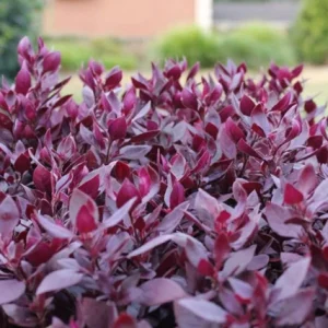 Set of 2 Alternanthera Little Ruby Live Plants – 4-6