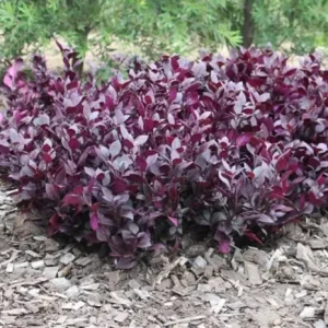 Set of 2 Alternanthera Little Ruby Live Plants – 4-6