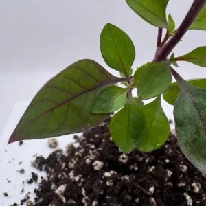 Set of 2 Alternanthera Little Ruby Live Plants – 4-6