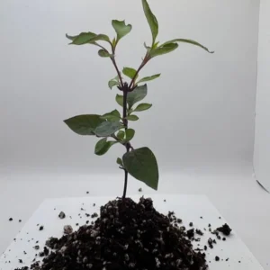 Set of 2 Alternanthera Little Ruby Live Plants – 4-6