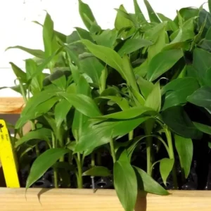 Set of 2 Basjoo Banana Live Plants - 6-10