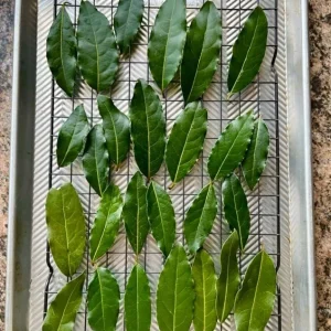 Set of 2 Bay Laurel Live Plants - Laurus nobilis - 4-6