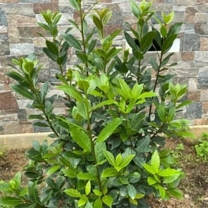 Set of 2 Bay Laurel Live Plants - Laurus nobilis - 4-6" Tall Culinary Herb for Indoor/Outdoor - Image 1
