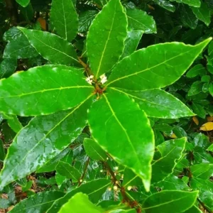 Set of 2 Bay Laurel Live Plants - Laurus nobilis - 4-6" Tall Culinary Herb for Indoor/Outdoor - Image 2