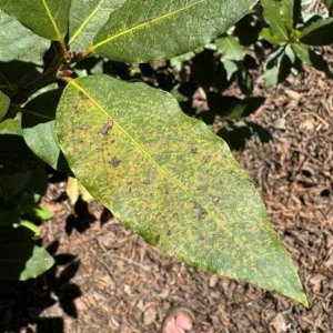 Set of 2 Bay Laurel Live Plants - Laurus nobilis - 4-6