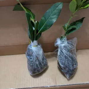 Set of 2 Bay Laurel Live Plants - Laurus nobilis - 4-6