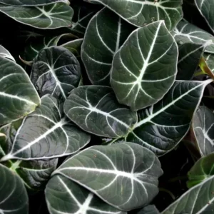 Set of 2 Black Velvet Alocasia Live Plants - Alocasia Reginula - 4-6