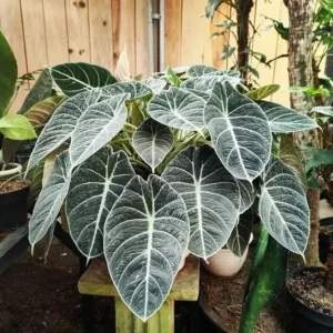 Set of 2 Black Velvet Alocasia Live Plants - Alocasia Reginula - 4-6" Tall Indoor Houseplant - Image 1