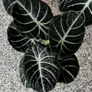 Set of 2 Black Velvet Alocasia Live Plants - Alocasia Reginula - 4-6