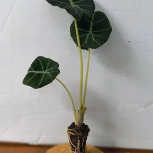 Set of 2 Black Velvet Alocasia Live Plants - Alocasia Reginula - 4-6