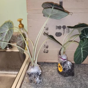 Set of 2 Black Velvet Alocasia Live Plants - Alocasia Reginula - 4-6