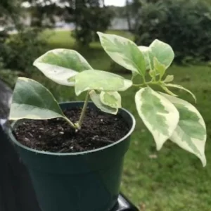 Set of 2 Blueberry Ice Bougainvillea Live Starter Plants – 4-10