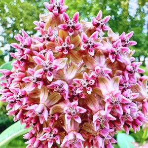 Set of 2 Broadleaf Milkweed Live Plants - 3-6" Tall Asclepias perennis for Butterflies - Image 1
