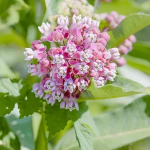 Set of 2 Broadleaf Milkweed Live Plants - 3-6" Tall Asclepias perennis for Butterflies - Image 2