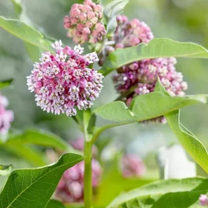Set of 2 Broadleaf Milkweed Live Plants - 3-6